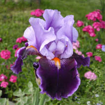 Iris 'Magic Man'